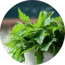 serenoa
